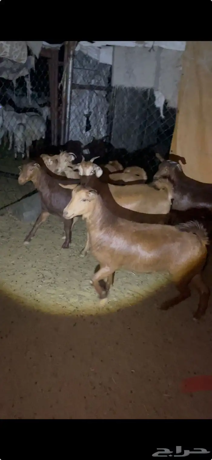 ست عنقان حص مشروطه 2