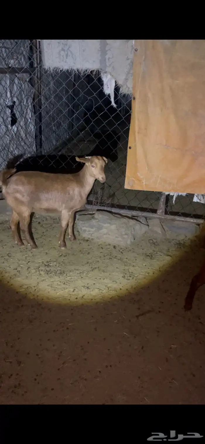 ست عنقان حص مشروطه 3