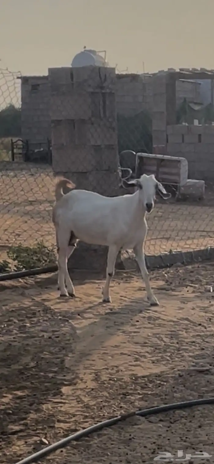 معزاء بيشيات فواخر 11