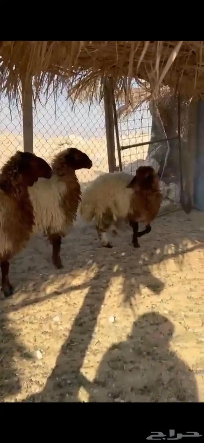 رغيث نعيم وسواكل 0