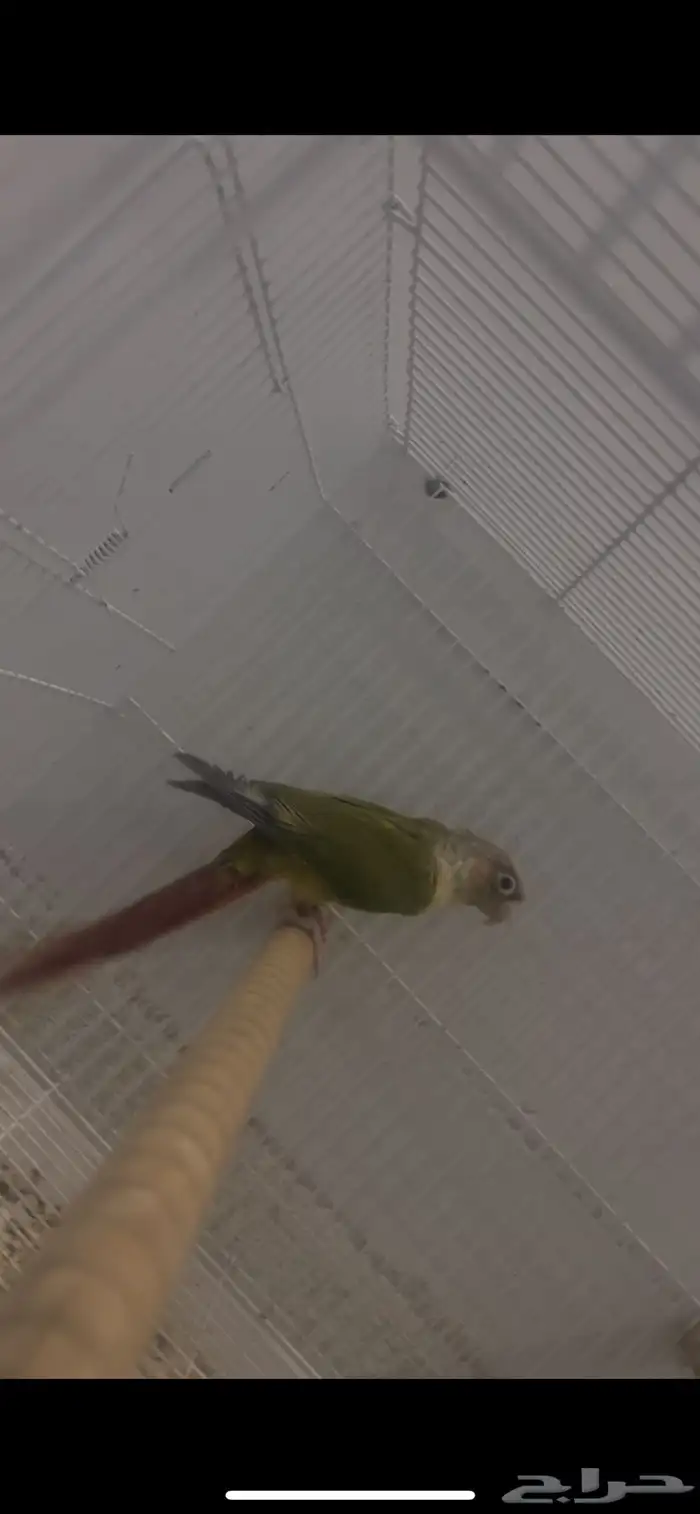 فردة كنيور 0