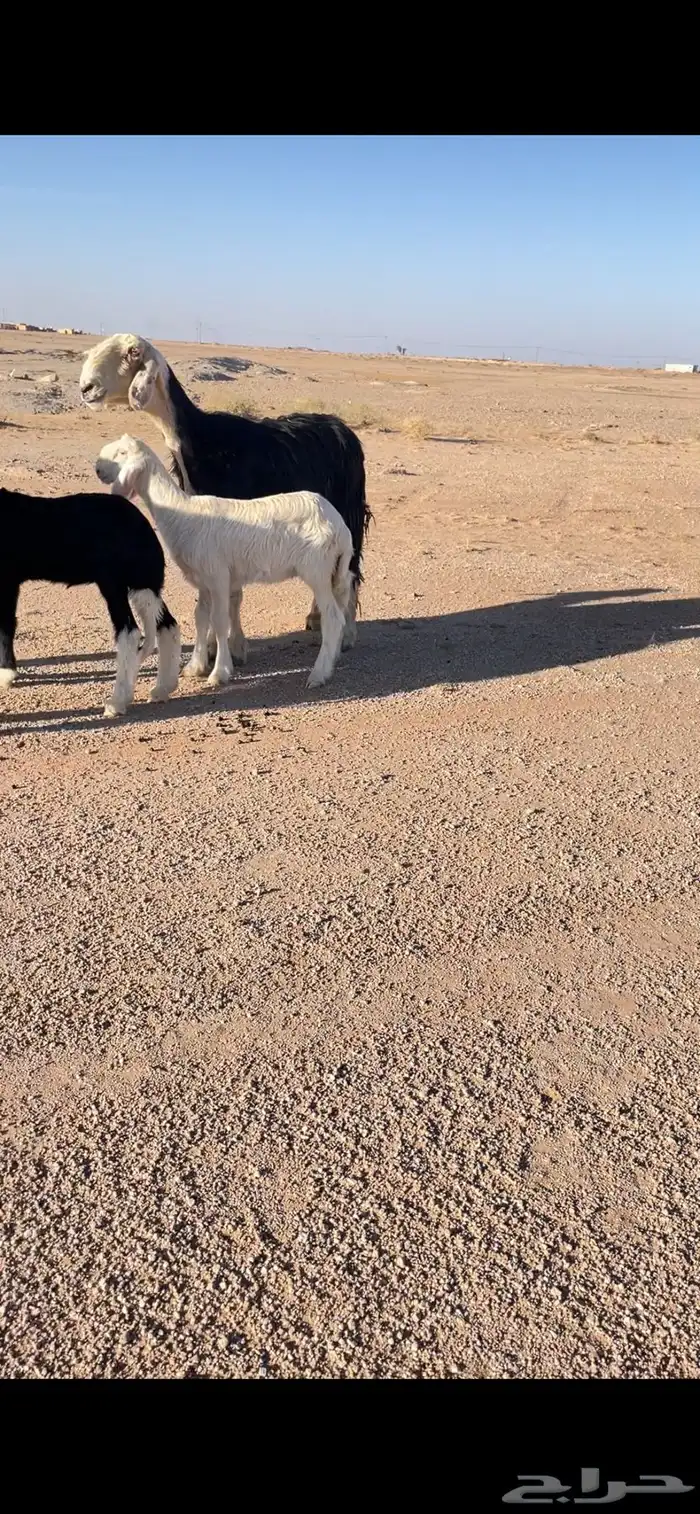 غنم نجد صنف 1