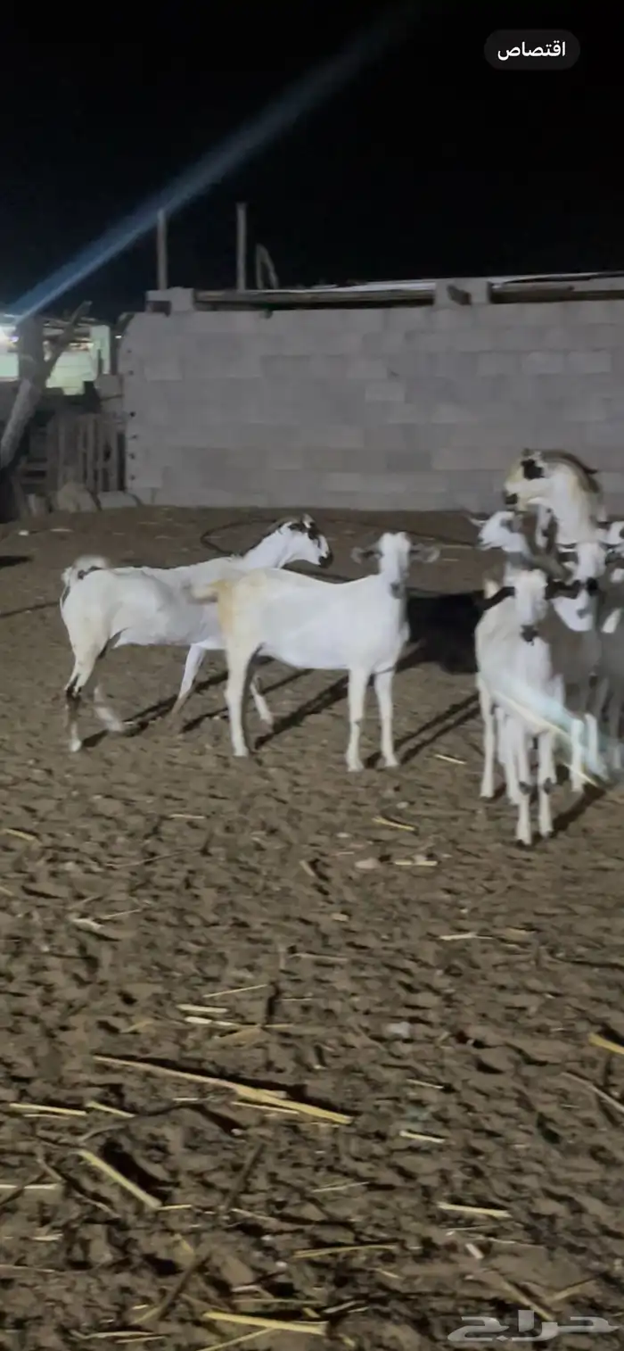 معزاء بيشيات فواخر 1