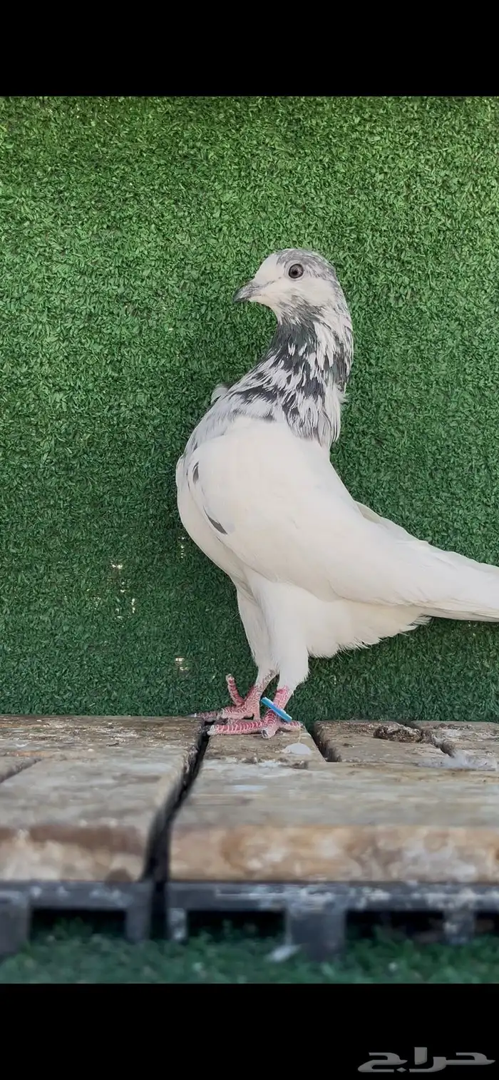 حمام باكستاني تم البيع 2