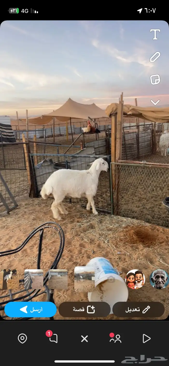 للبيع مشروع فحل حريه صنف 0