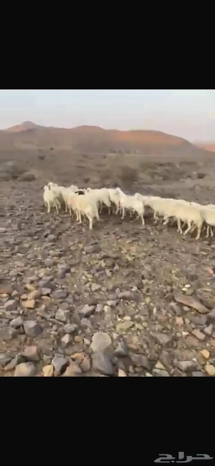 ضان حرش إمراح واحد دفيع على الشرط ومشروطه من كل عيب 2