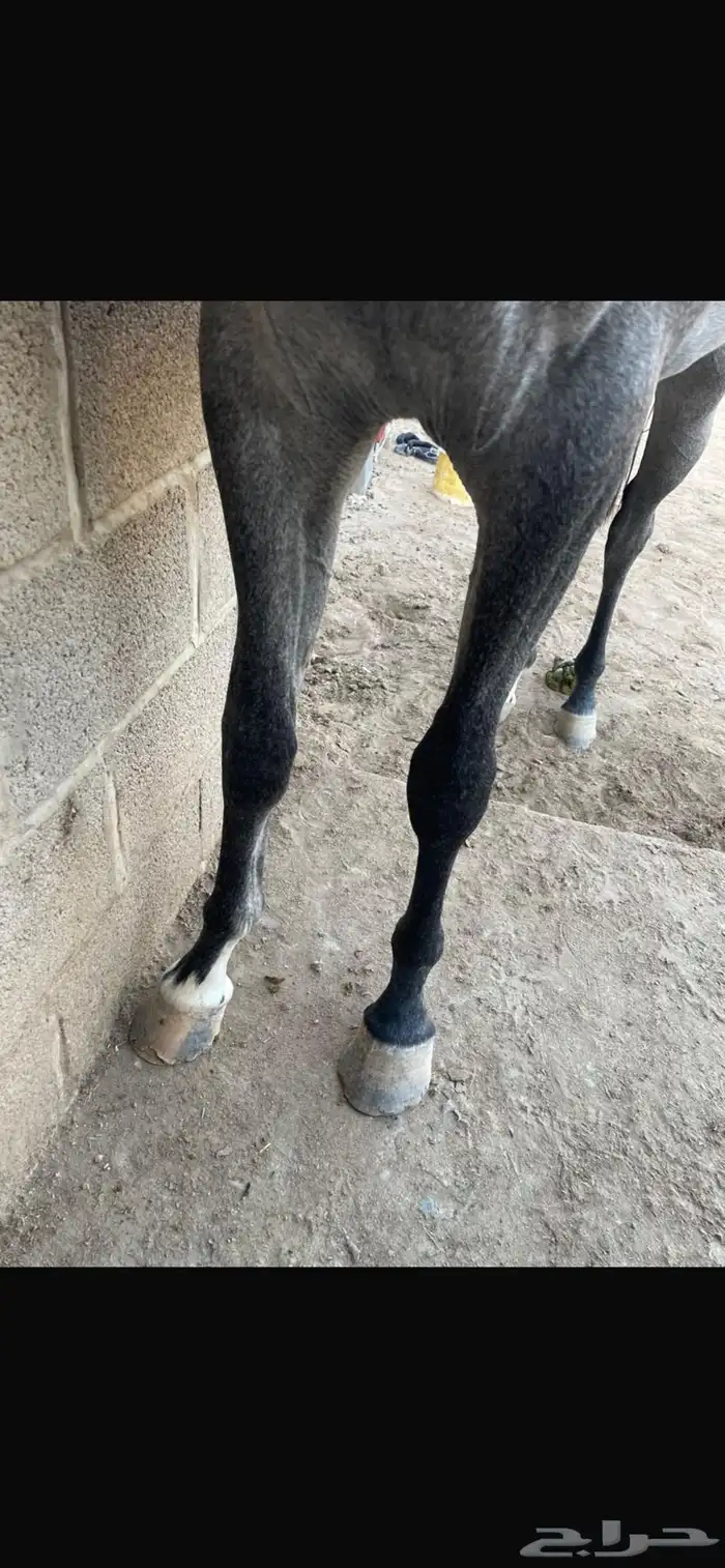 مهره شعبيه البيع مستعجل 1