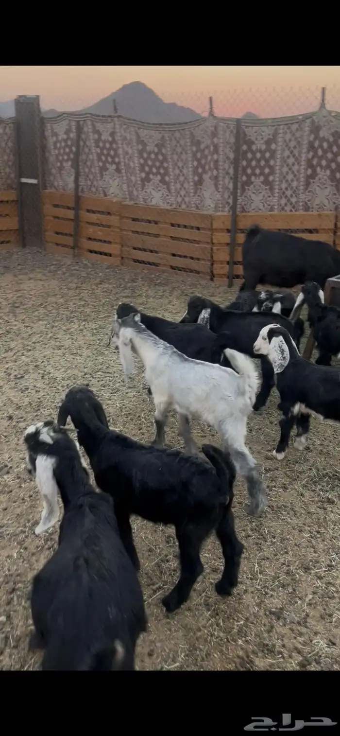 بهم مضبي تيوس وجفار عوارض 14