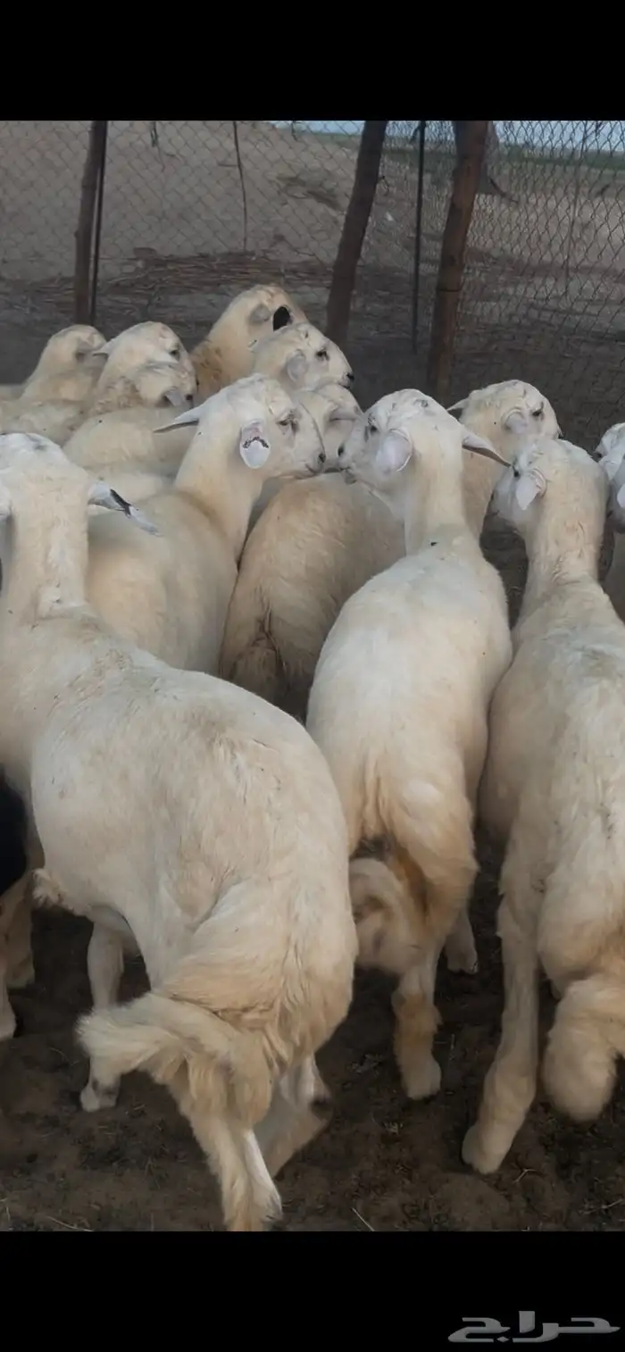 خرفان حريه نضيفه شرط للمناسبات 5