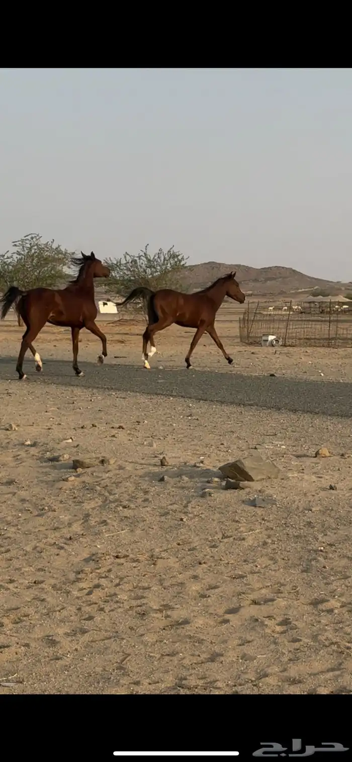 افراس مهرات فواخر 1