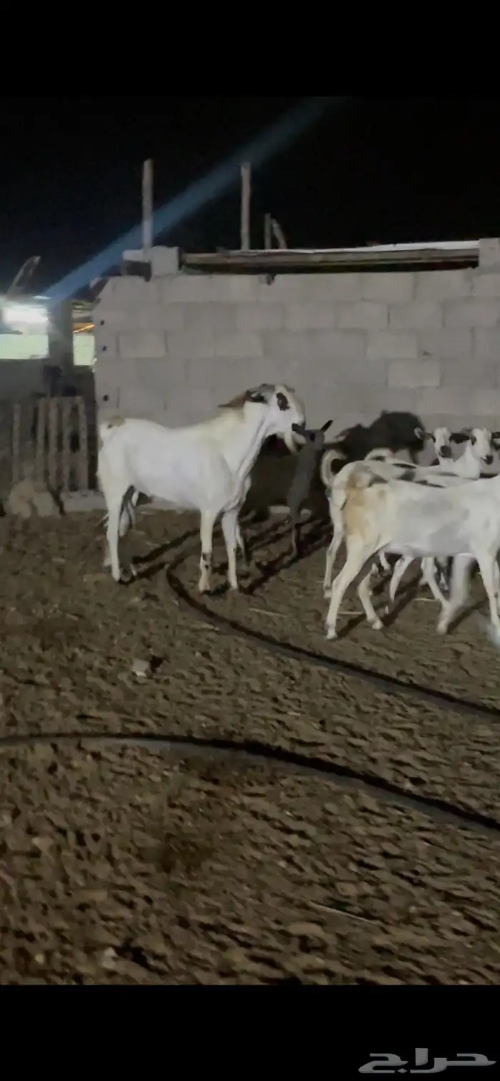 معزاء بيشيات فواخر 3