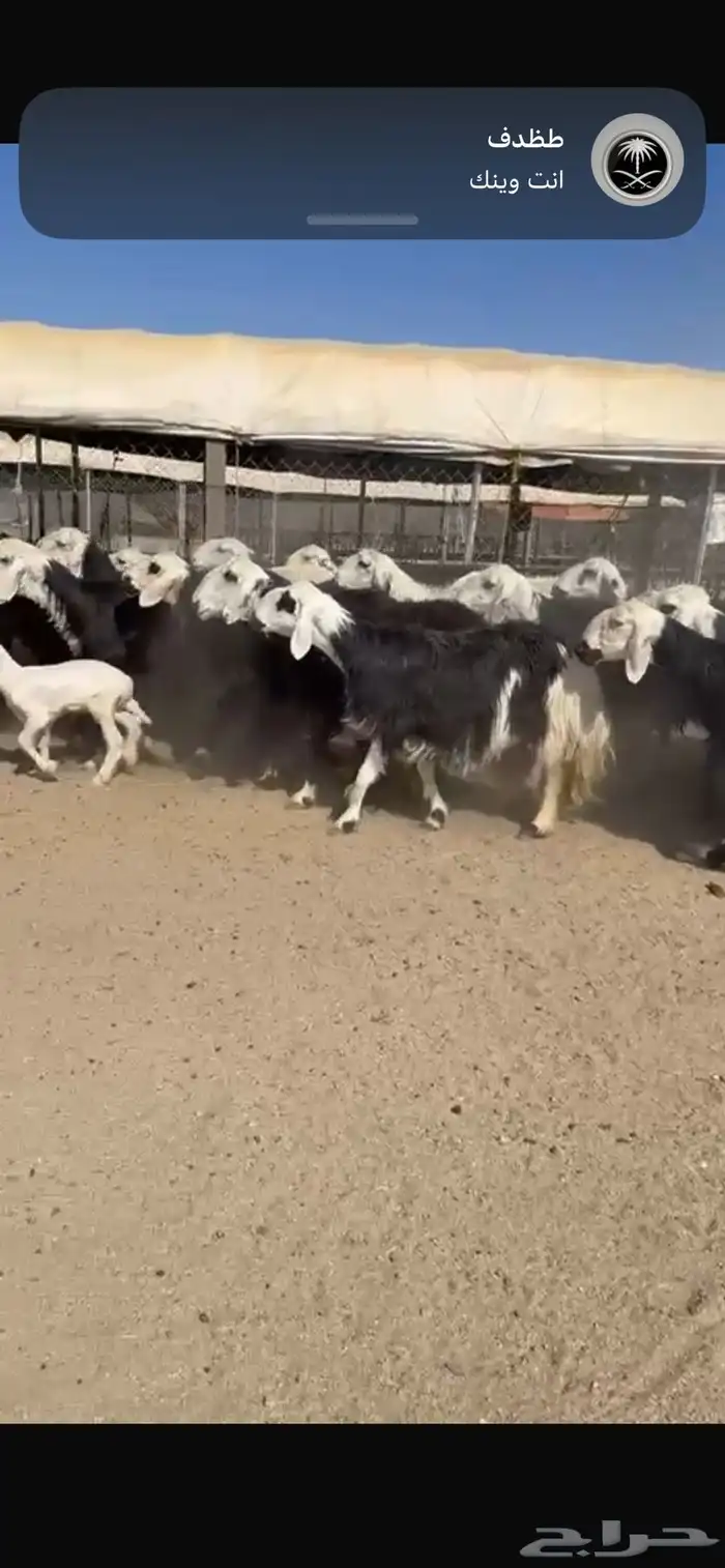 ضان نجد العدد27 يتبعها 2 3