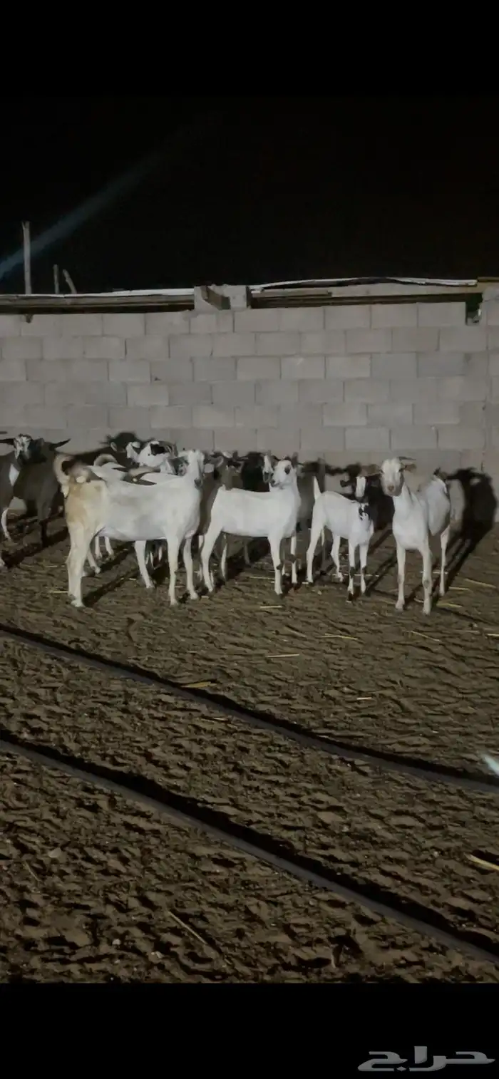 معزاء بيشيات فواخر 2