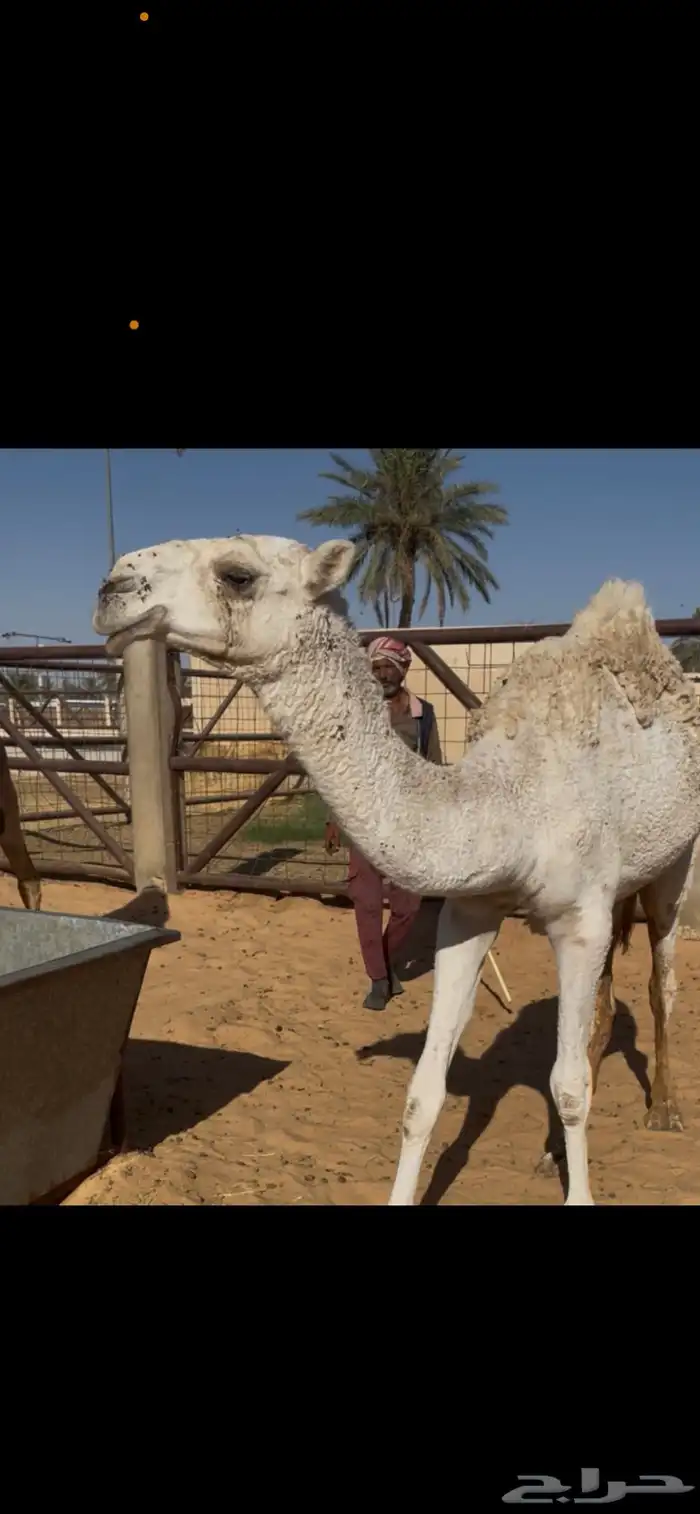 للبيع مفروده طيبه الساس مجهول وضريبه مصعد قبل اسبوع 0