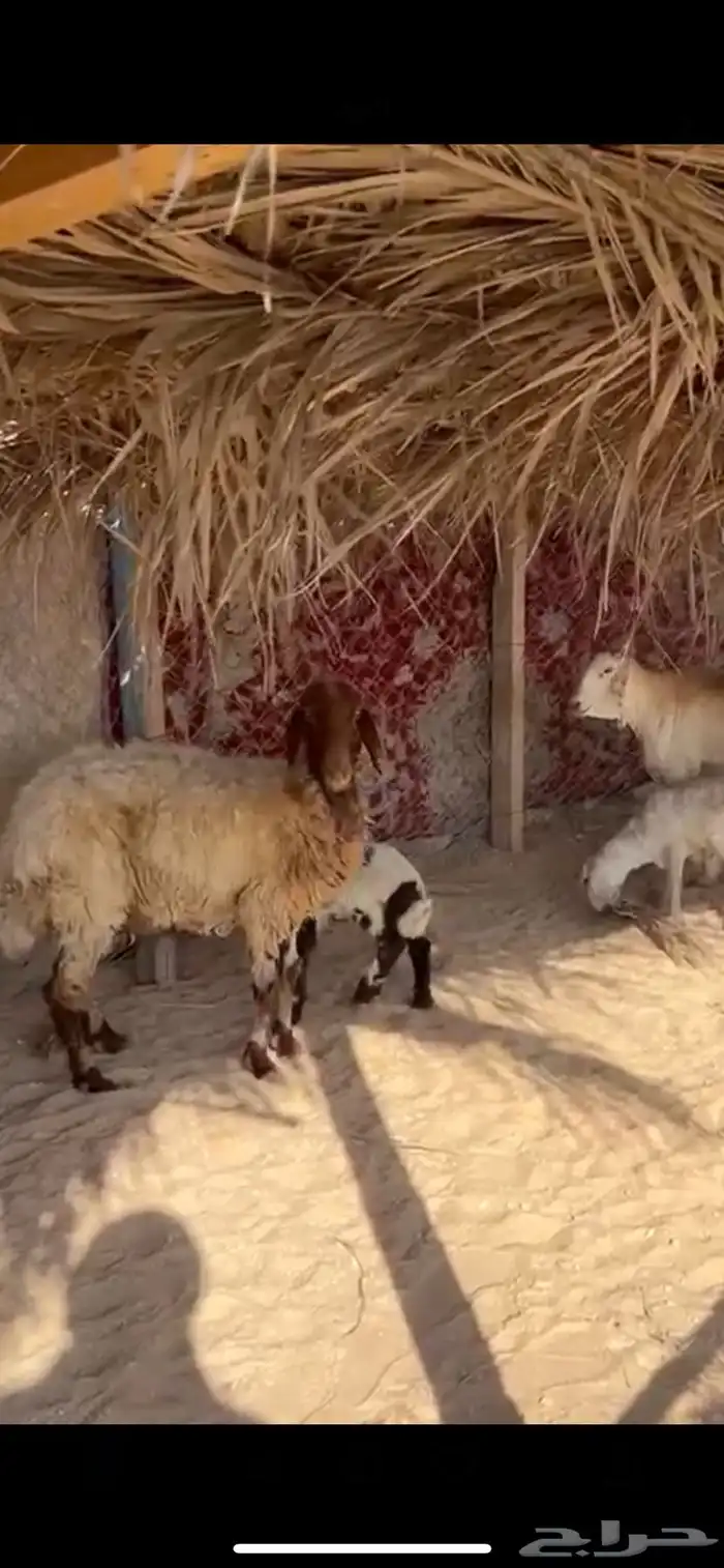 رغيث نعيم وسواكل 1