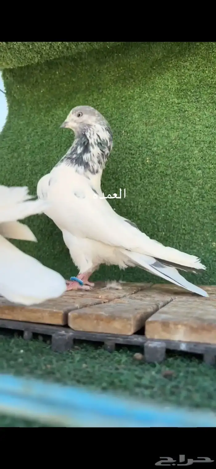 حمام باكستاني تم البيع 0