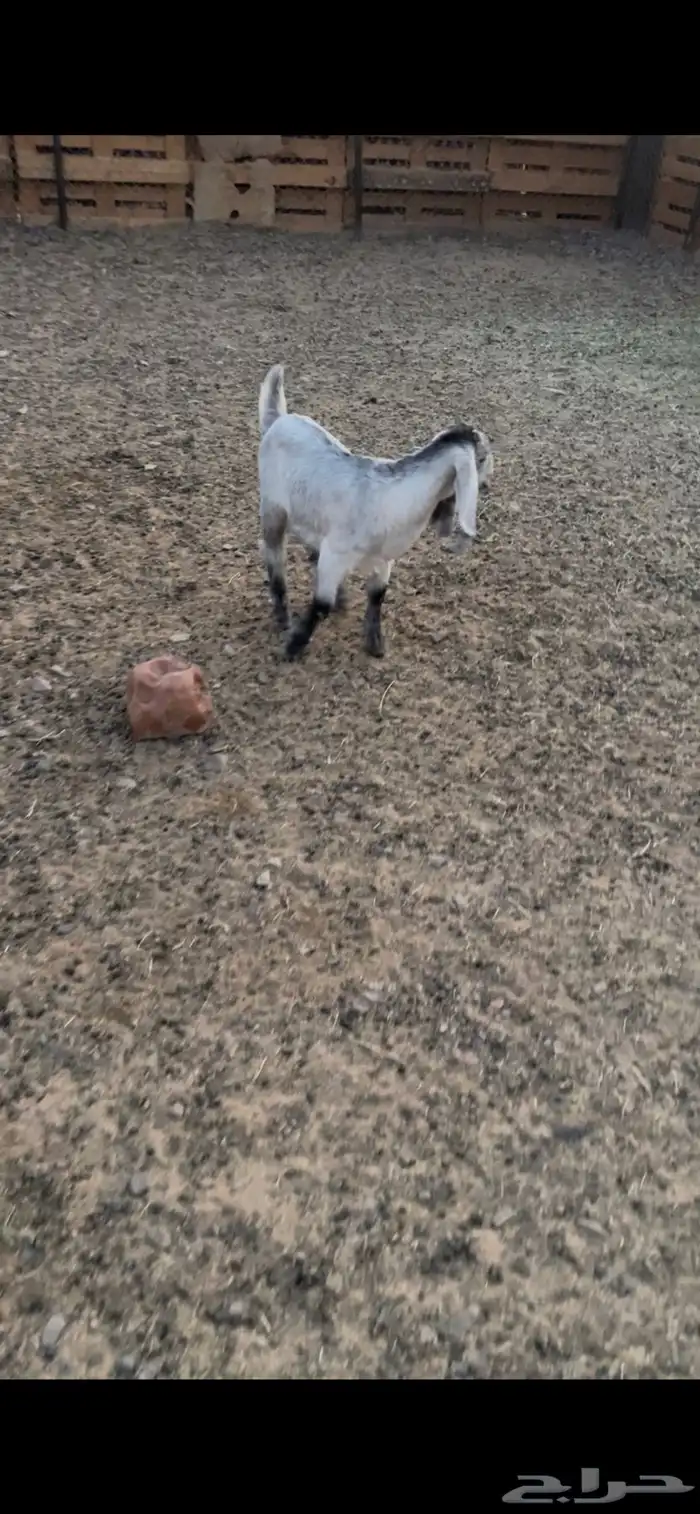 بهم مضبي تيوس وجفار عوارض 9