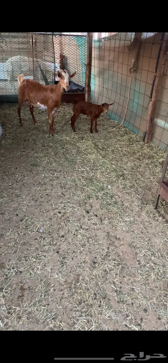 عنز محايليه تحتها جفره 2