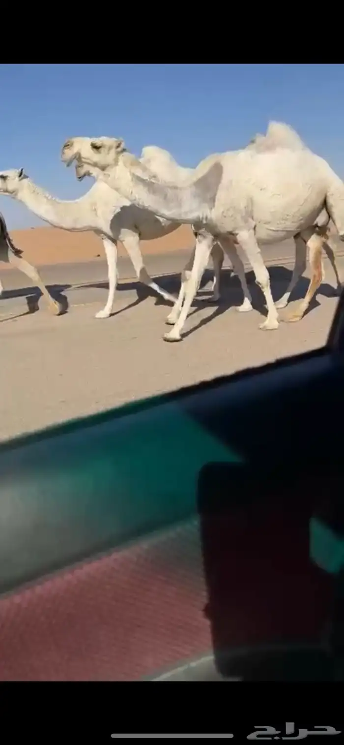 لقحات كفو وسنان 1