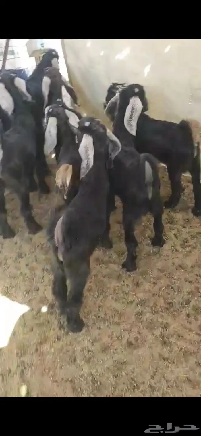 تيوس عوارض 0