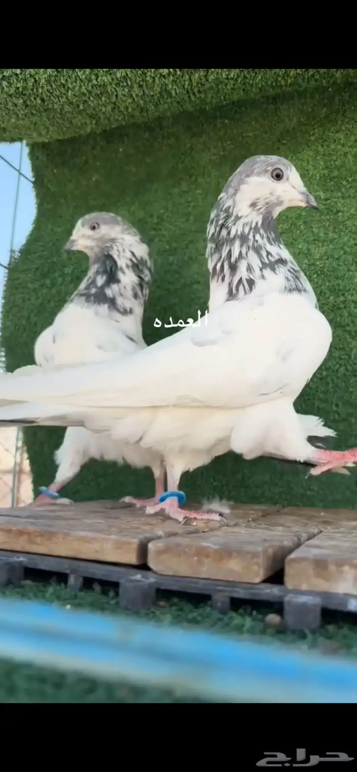 حمام باكستاني تم البيع 1