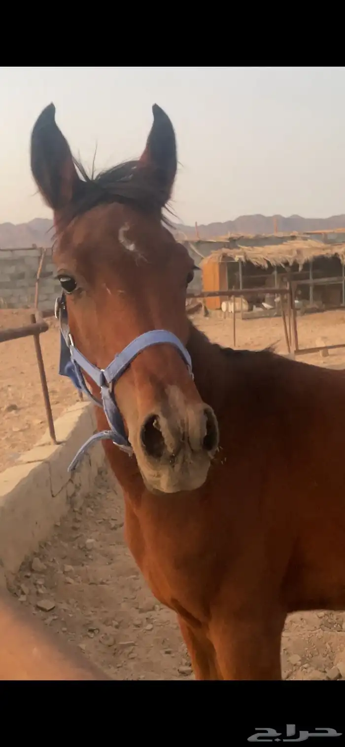 مهرة عمر 7 شهور 0