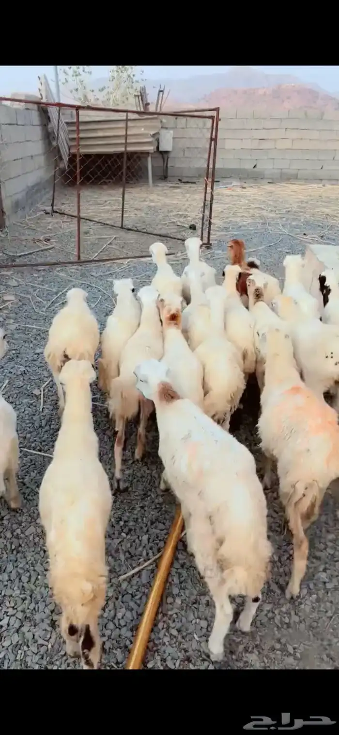 رخال رفيدية محايل عسير 2