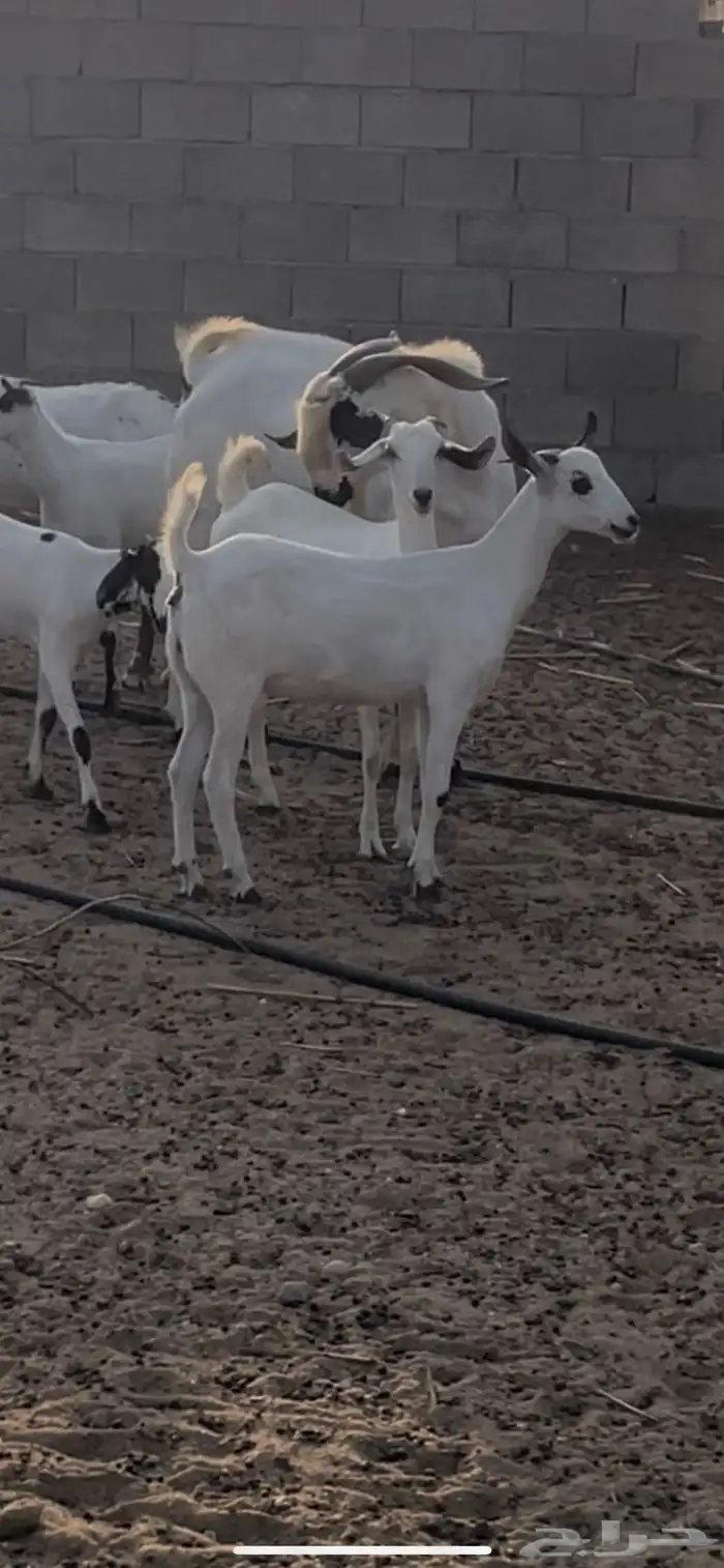 معزاء بيشيات فواخر 8