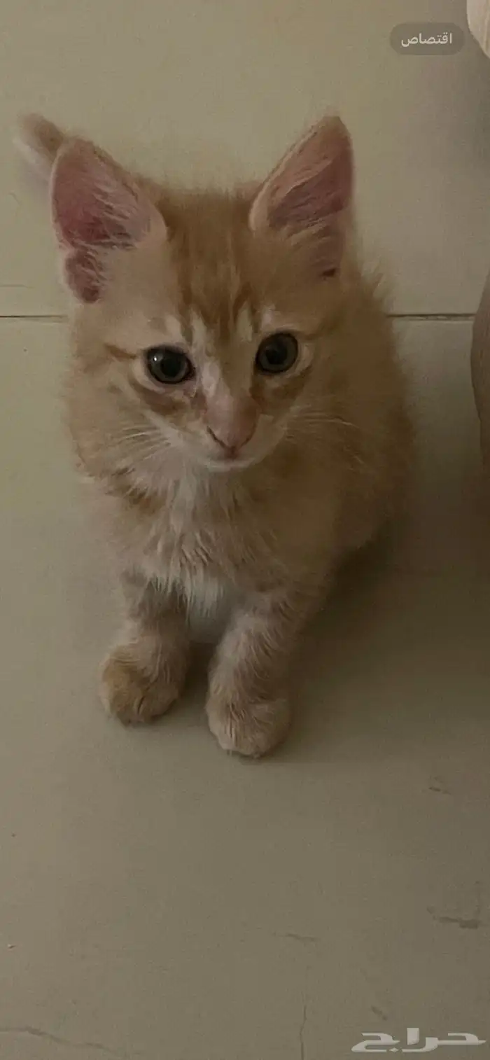 قط كيتن للتبني الجبيل الصناعيه 0