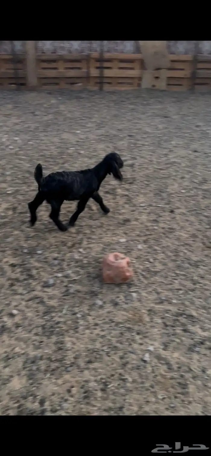 بهم مضبي تيوس وجفار عوارض 7