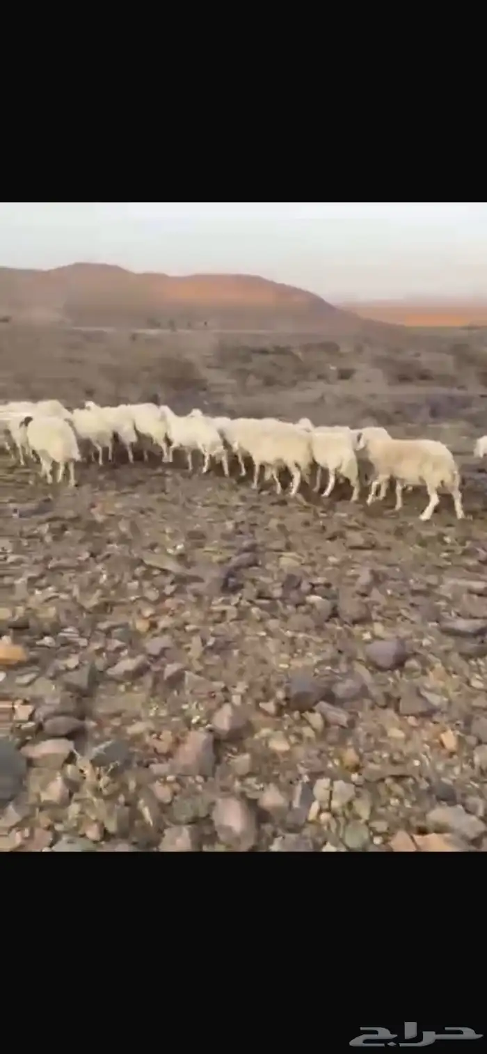 ضان حرش إمراح واحد دفيع على الشرط ومشروطه من كل عيب 1