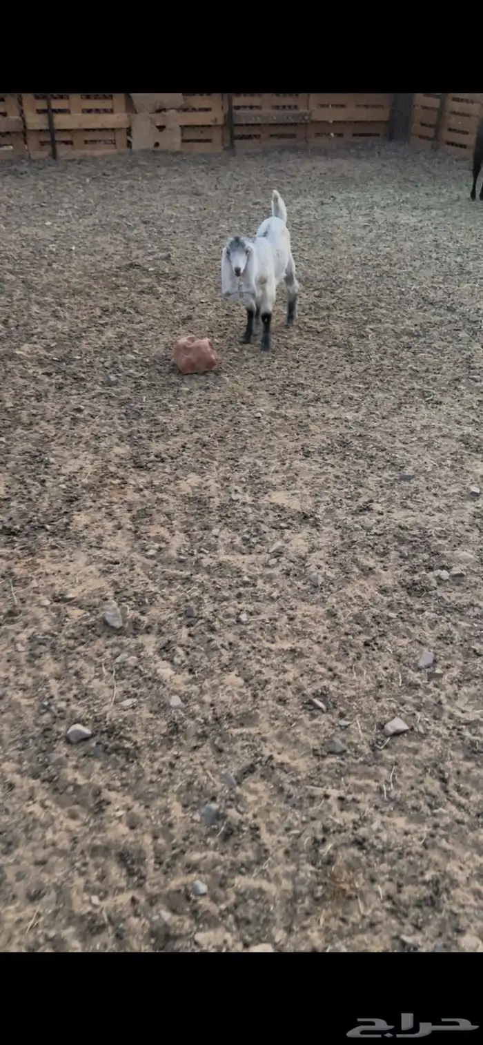 بهم مضبي تيوس وجفار عوارض 8