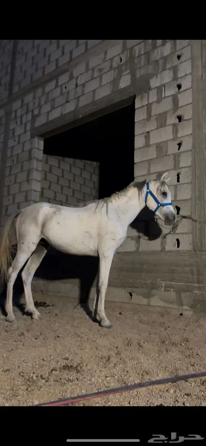 خيل 1