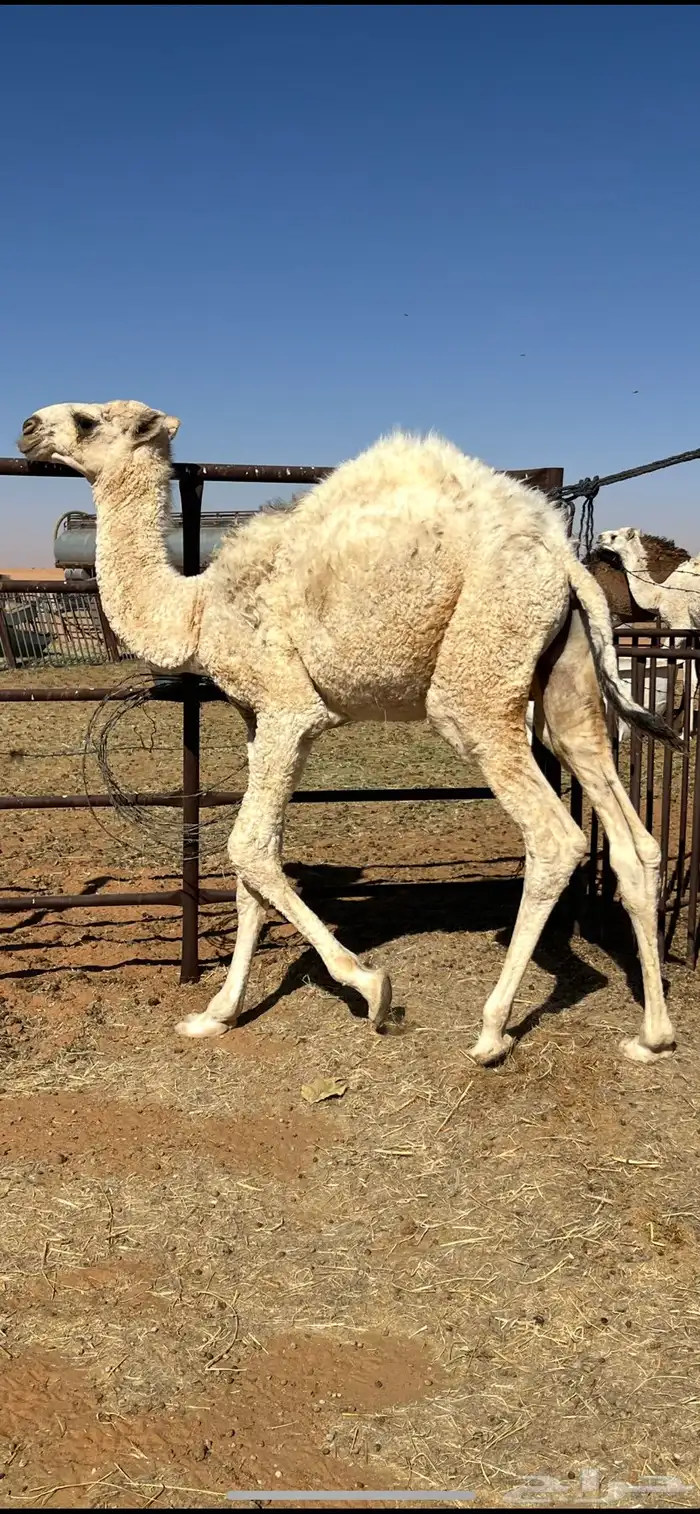 حاشي قصب((تم البيع خارج الموقع)) 1