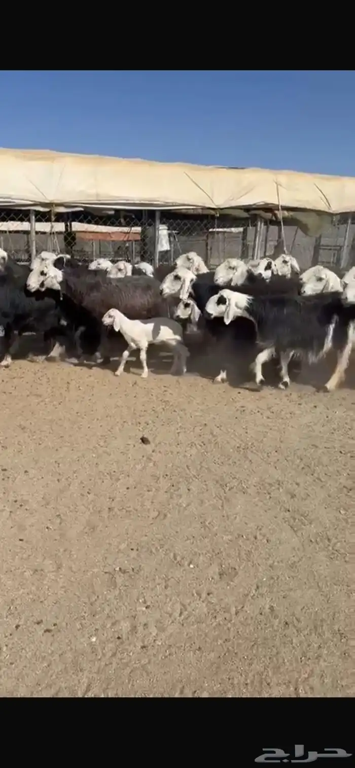 ضان نجد العدد27 يتبعها 2 0