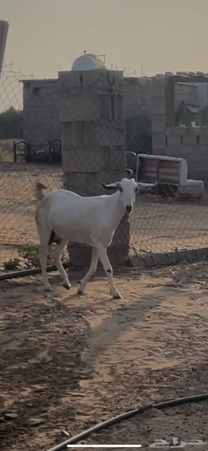 معزاء بيشيات فواخر 12