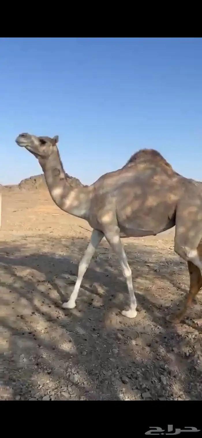 ناقه حايل صغيرة سن 3