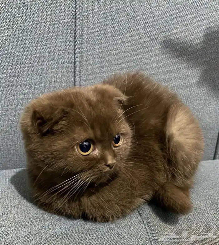 سكوتش سينمون مع اسود اناث 1