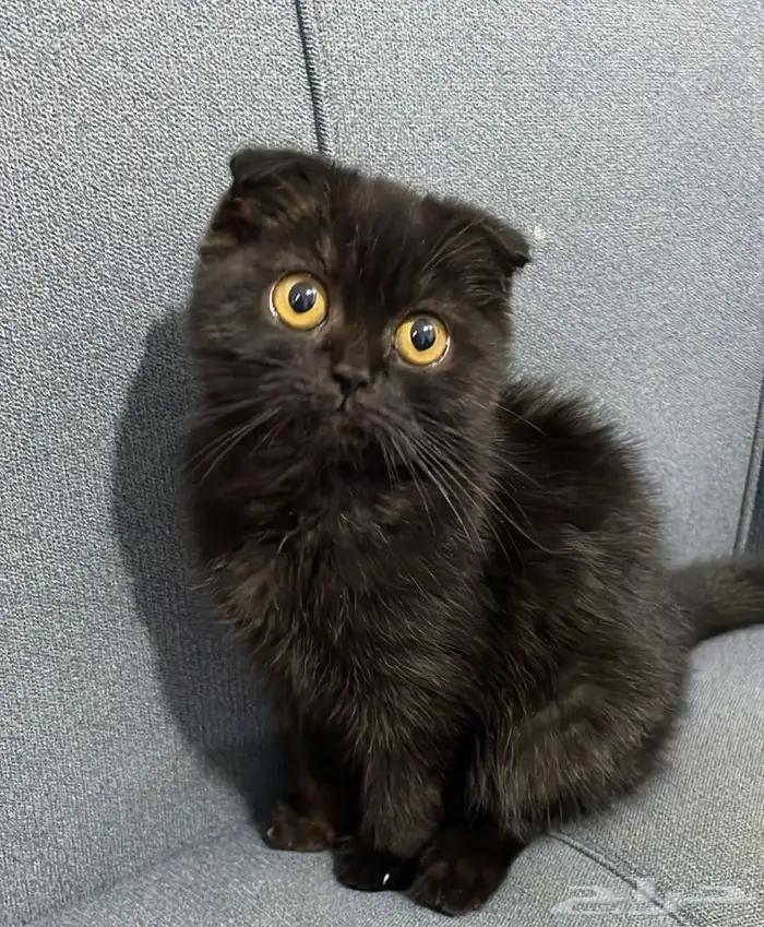 سكوتش سينمون مع اسود اناث 4