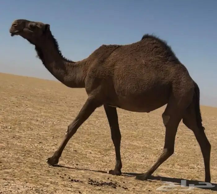 للبيع صفرا ضريبه 1