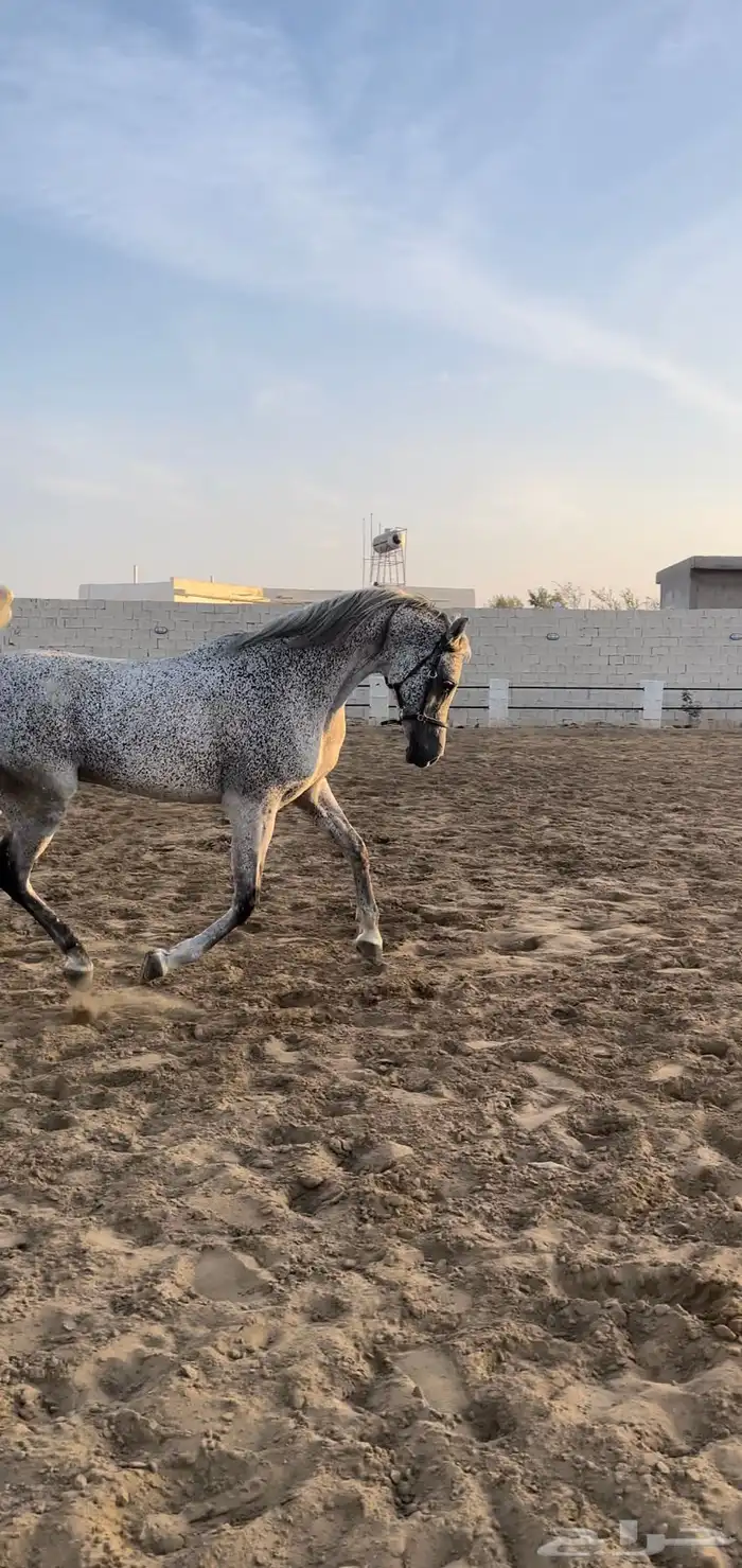 حصان مكس للبيع 2