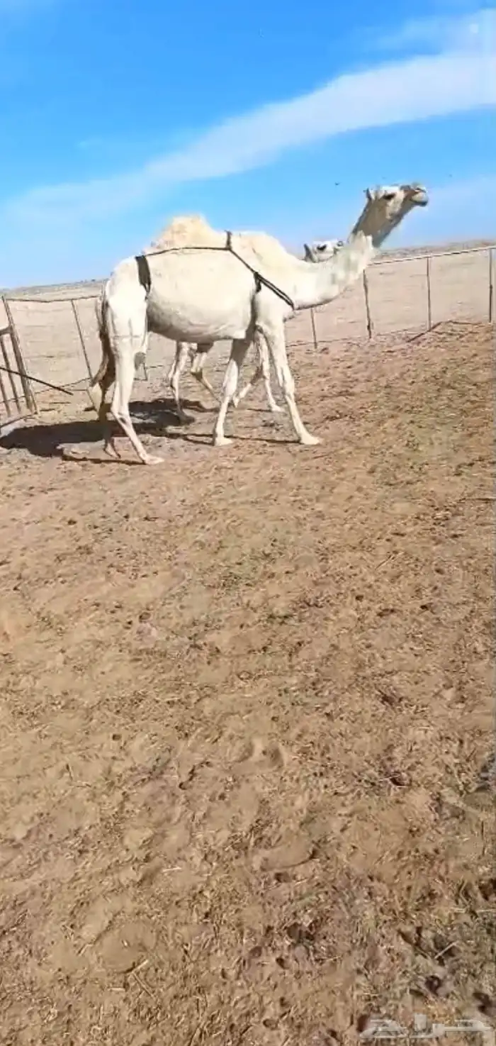 عشرا وضح حدرها بكره 3