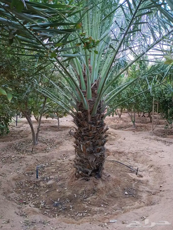 العنوان شقراء 32