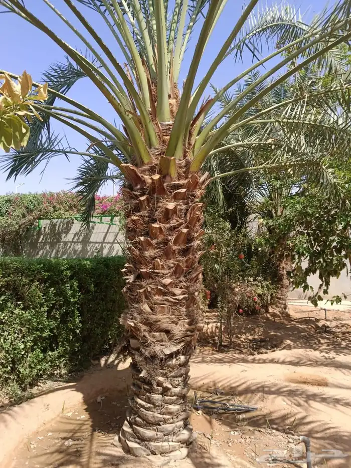 العنوان شقراء 30