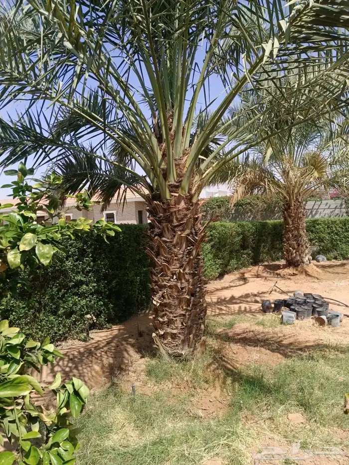 العنوان شقراء 29