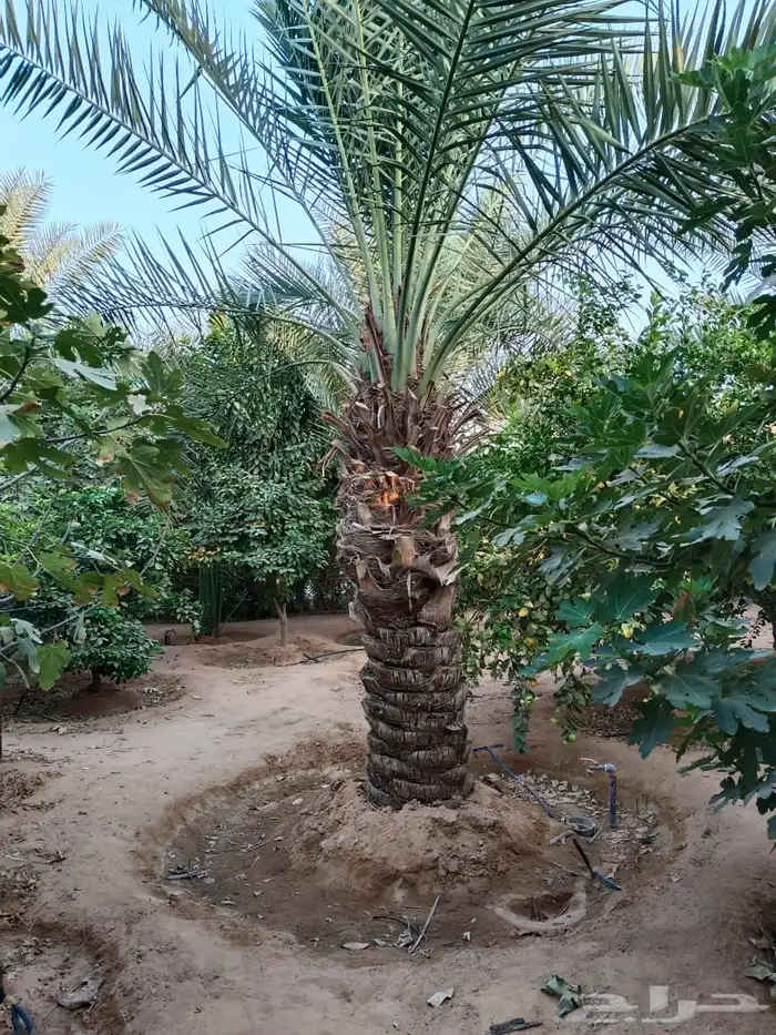 العنوان شقراء 28