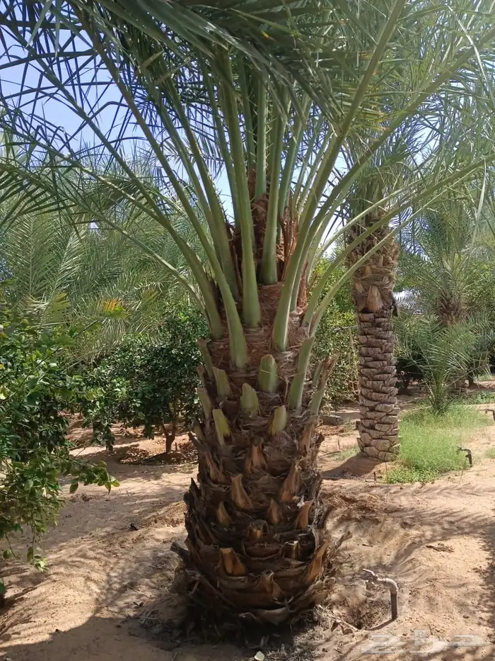 العنوان شقراء 31