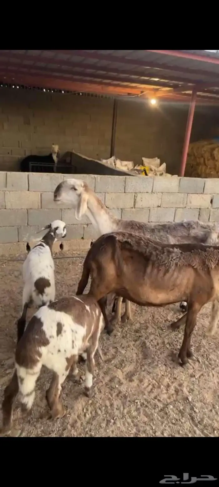 شياه سواكن خلفات 0