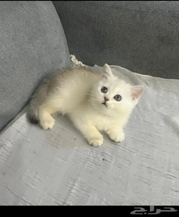 قطط إناث صغيره سكوتش ستريت بأقل الأسعار 1