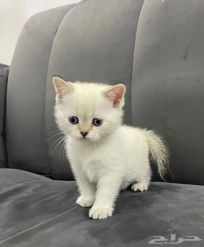 قطط إناث صغيره سكوتش ستريت بأقل الأسعار 4